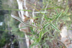 Pogostemon myosuroides